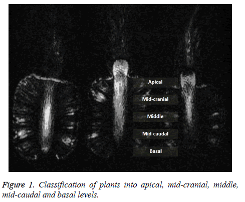 biomedres-Classification-plants