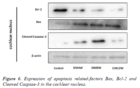 biomedres-Cleaved-Caspase