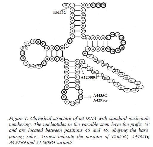 biomedres-Cloverleaf-structure