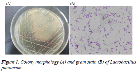 biomedres-Colony-morphology