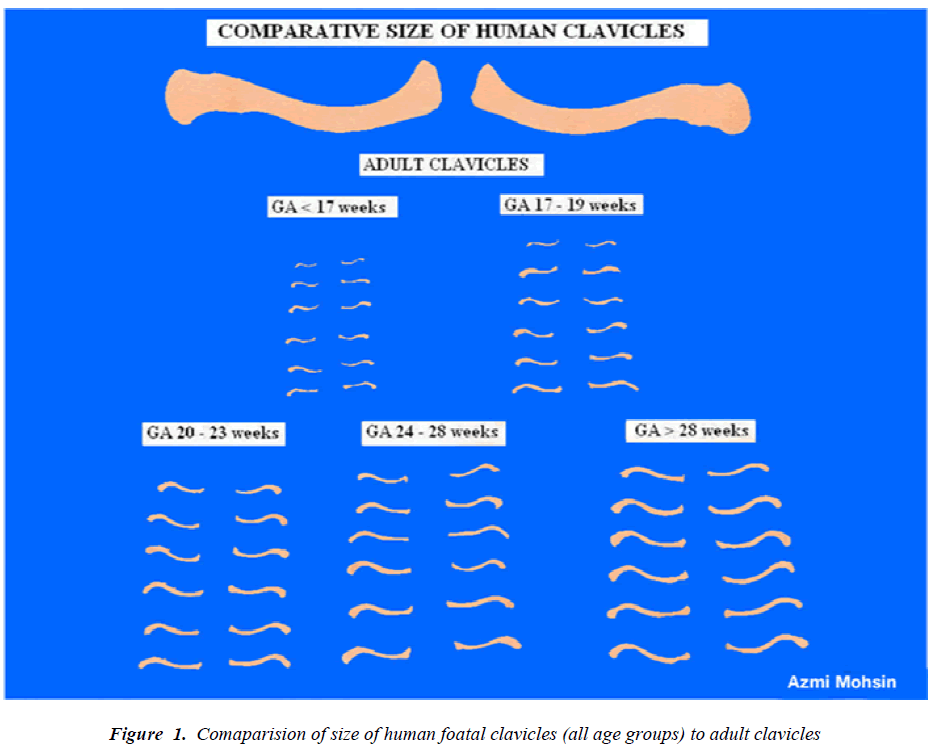 biomedres-Comaparision-size-human-foatal