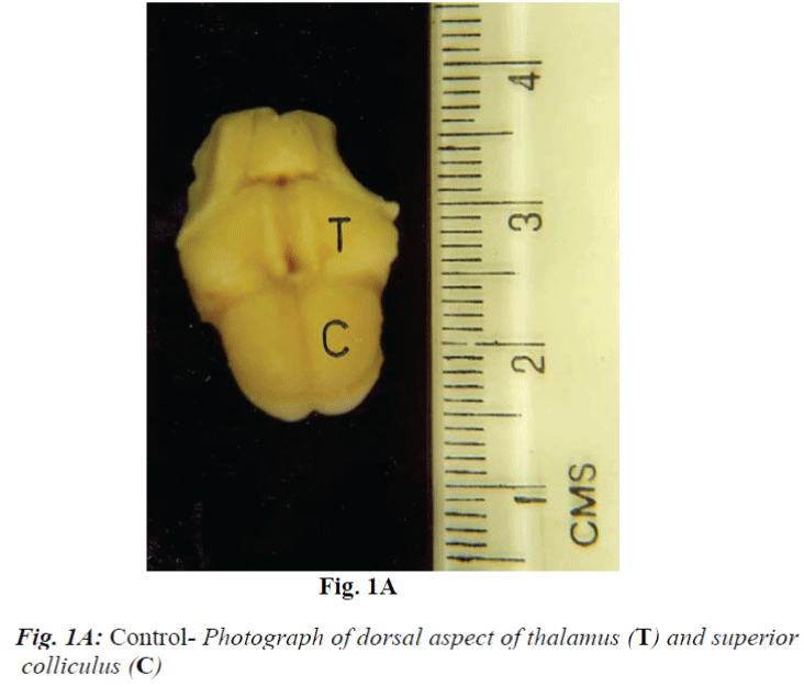 biomedres-Control-Photograph-dorsal