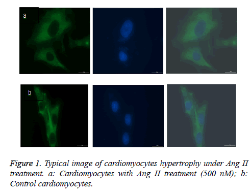 biomedres-Control-cardiomyocytes