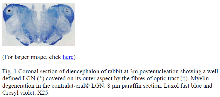 biomedres-Coronal-section