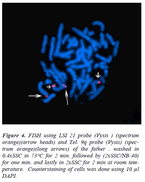 biomedres-Counterstaining-cells-DAPI