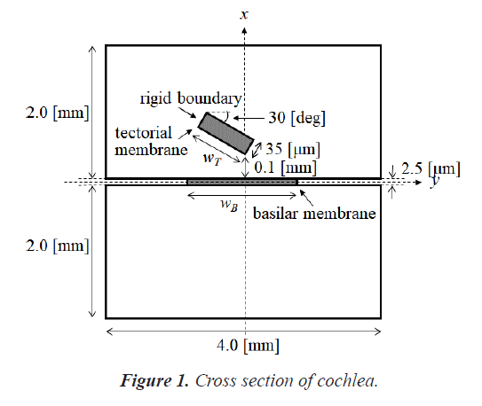 biomedres-Cross-section