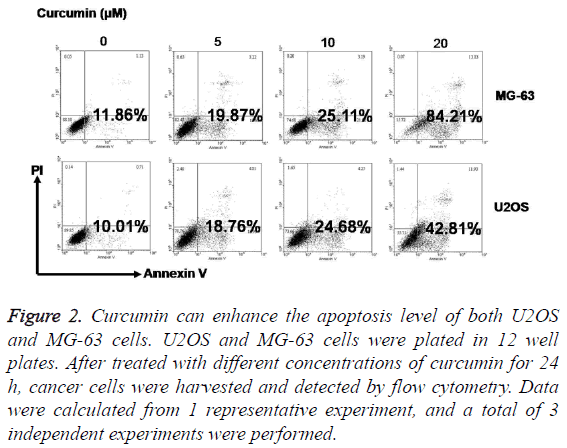 biomedres-Curcumin-enhance-apoptosis