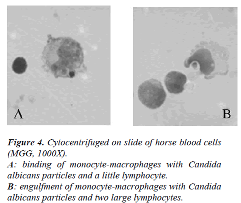 biomedres-Cytocentrifuged-slide-horse-blood-cells