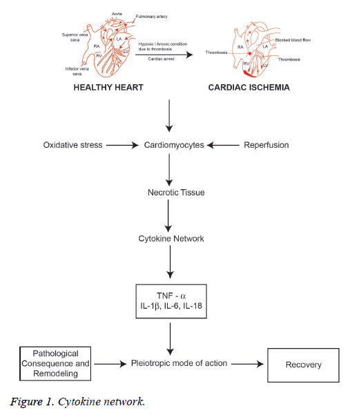 biomedres-Cytokine-network