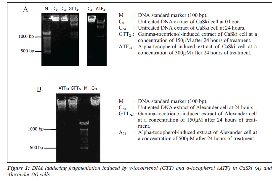 biomedres-DNA-laddering-fragmentation