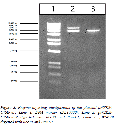 biomedres-DNA-marker