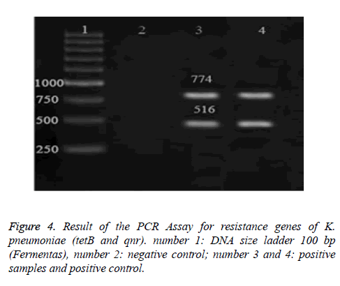 biomedres-DNA-size