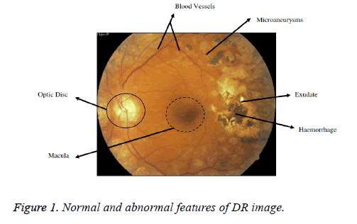 biomedres-DR-image