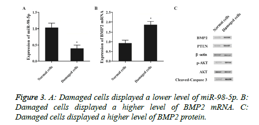 biomedres-Damaged-cells