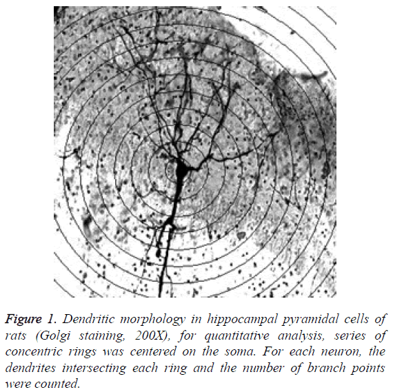 biomedres-Dendritic-morphology