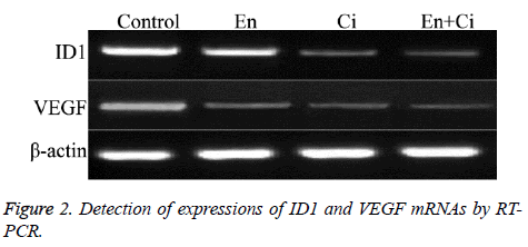 biomedres-Detection