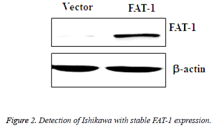 biomedres-Detection-Ishikawa