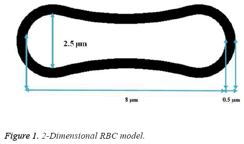 biomedres-Dimensional-RBC-model