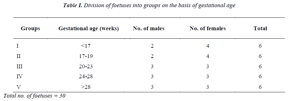 biomedres-Division-foetuses-into-groups