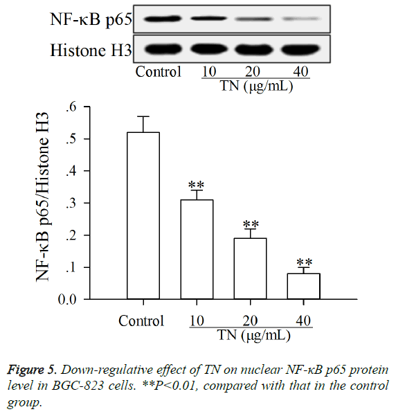 biomedres-Down-regulative-effect