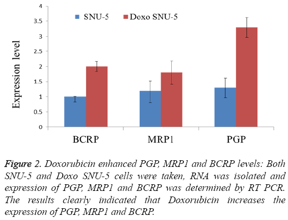 biomedres-Doxorubicin-enhanced-PGP