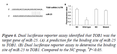 biomedres-Dual-luciferase