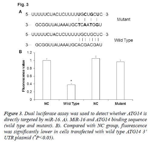 biomedres-Dual-luciferase