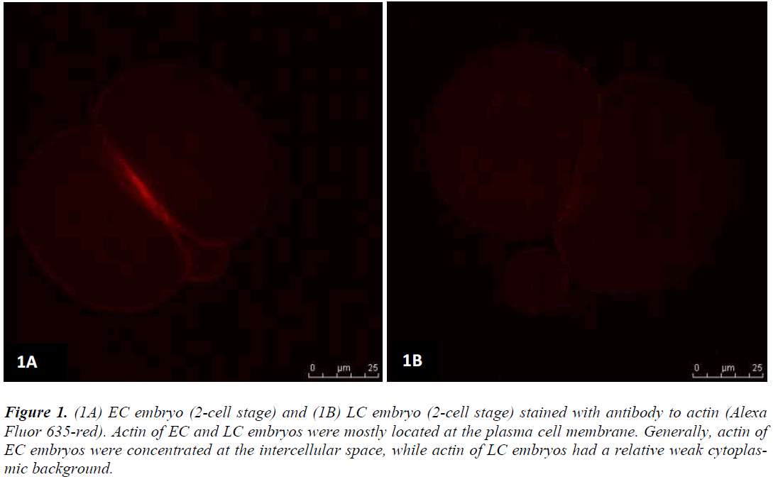 biomedres-EC-LC-embryos