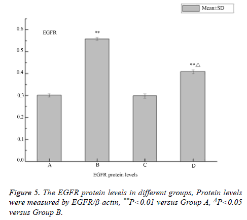 biomedres-EGFR-protein