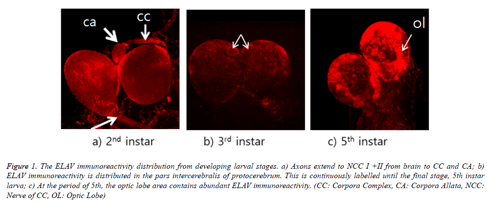 biomedres-ELAV-immunoreactivity