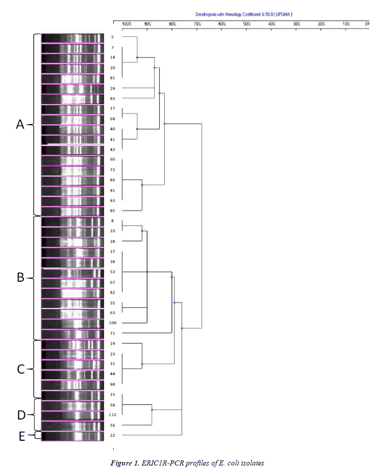 biomedres-ERIC1R-PCR-profiles