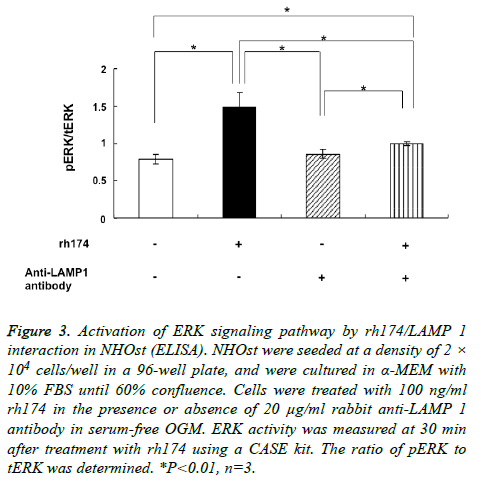 biomedres-ERK-signaling