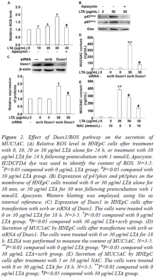 biomedres-Effect-Duox1-ROS