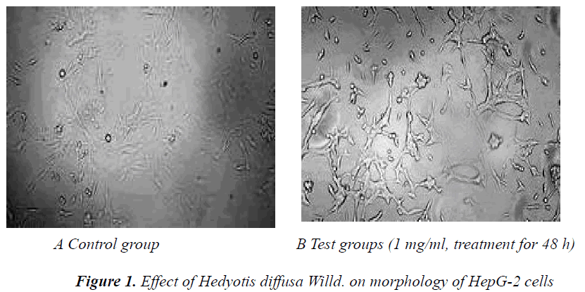 biomedres-Effect-Hedyotis