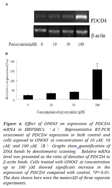 biomedres-Effect-ONOO-expression-PDCD4