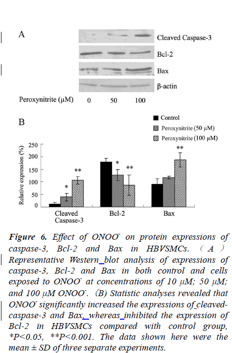 biomedres-Effect-ONOO-protein-expressions