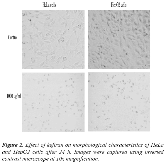 biomedres-Effect-kefiran-morphological