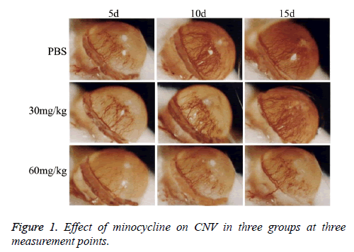 biomedres-Effect-minocycline