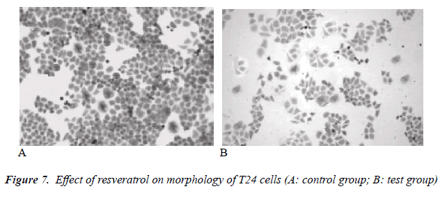 biomedres-Effect-resveratrol-morphology