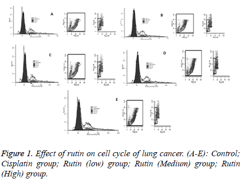 biomedres-Effect-rutin