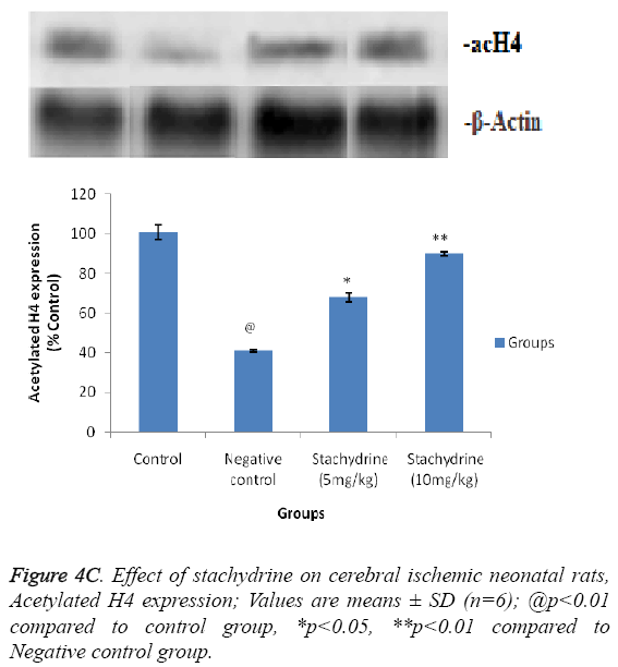 biomedres-Effect-stachydrine-cerebral