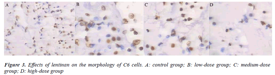 biomedres-Effects-lentinan-morphology