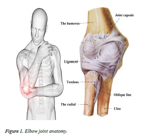 biomedres-Elbow-joint