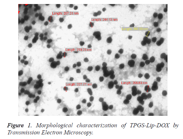 biomedres-Electron-Microscopy