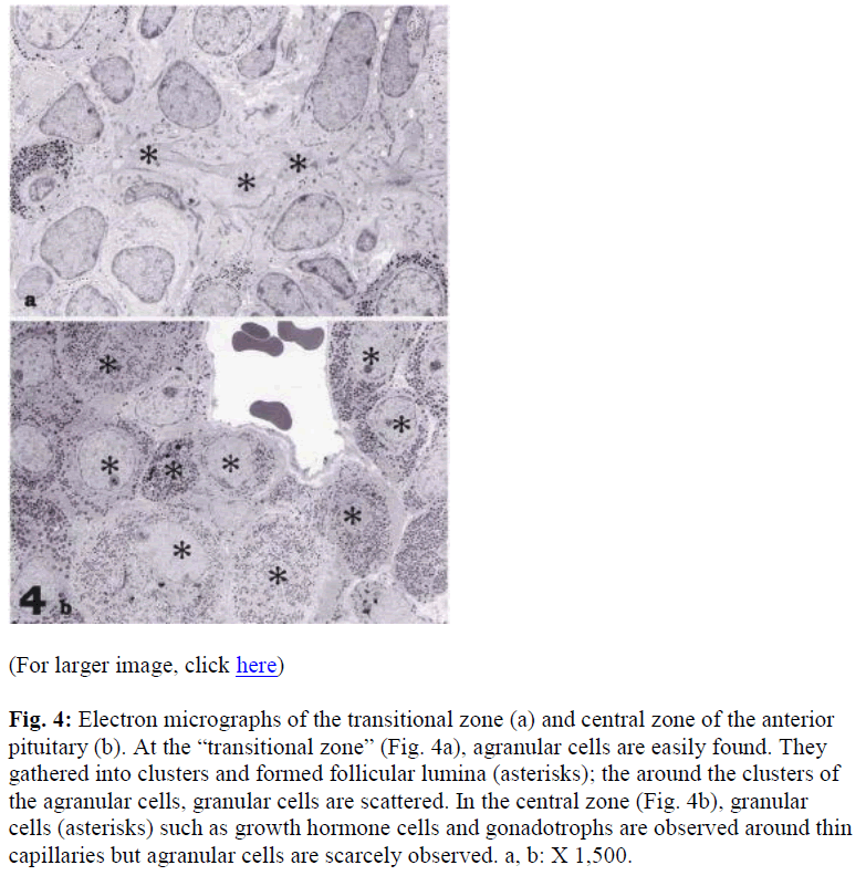 biomedres-Electron-micrographs