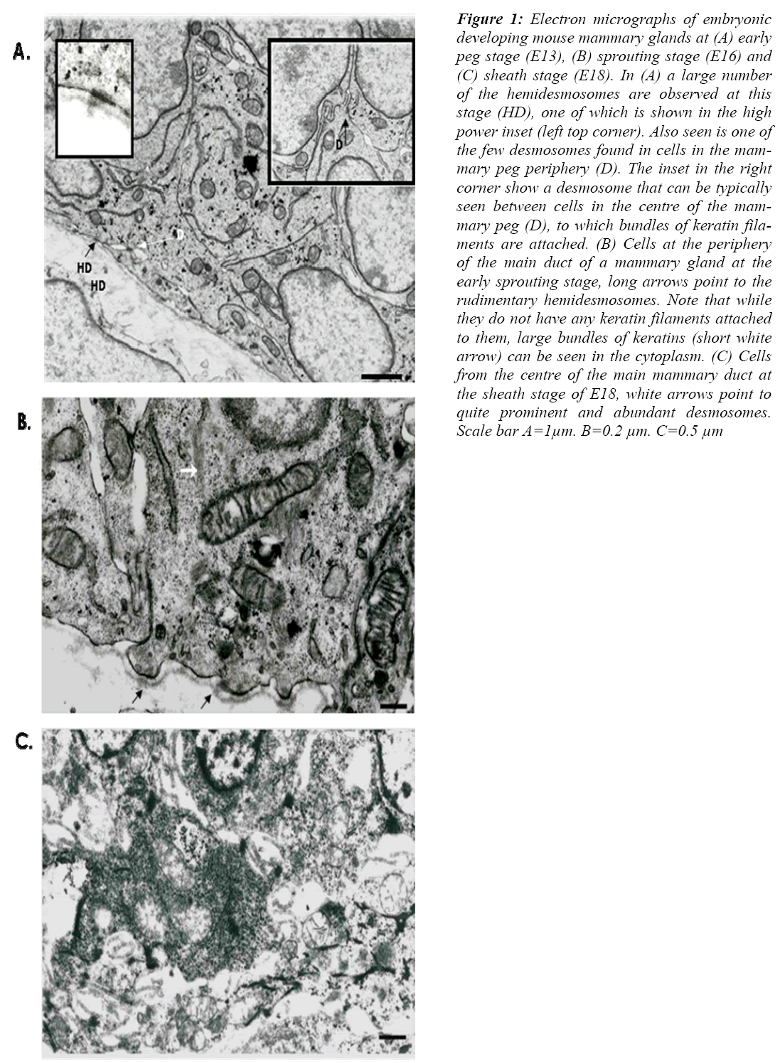 biomedres-Electron-micrographs-embryonic