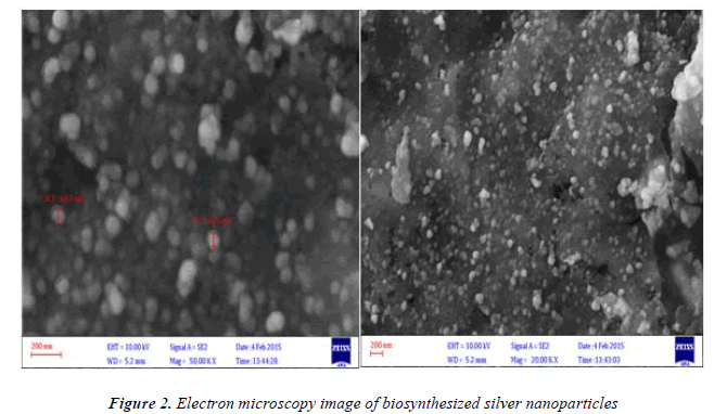 biomedres-Electron-microscopy