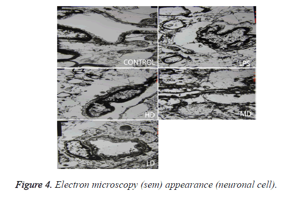 biomedres-Electron-microscopy