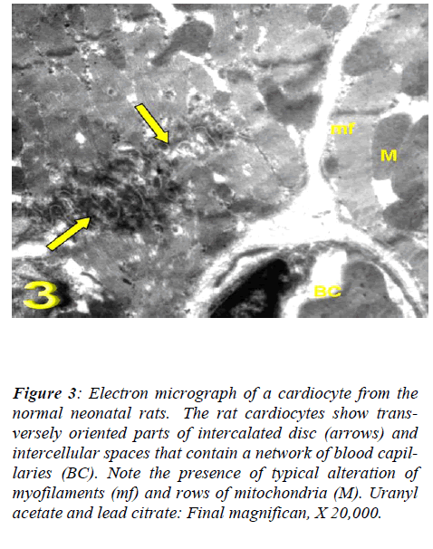 biomedres-Electron-network-intercalated