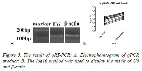 biomedres-Electrophoretogram